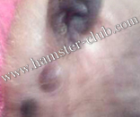 hamster's mole